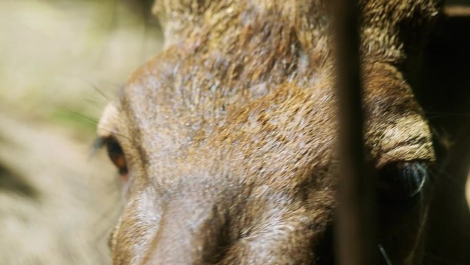 在一个阳光明媚的日子里，泰国普吉岛山脉的丛林中，一只斑点鹿的眼睛被近距离拍摄下来
