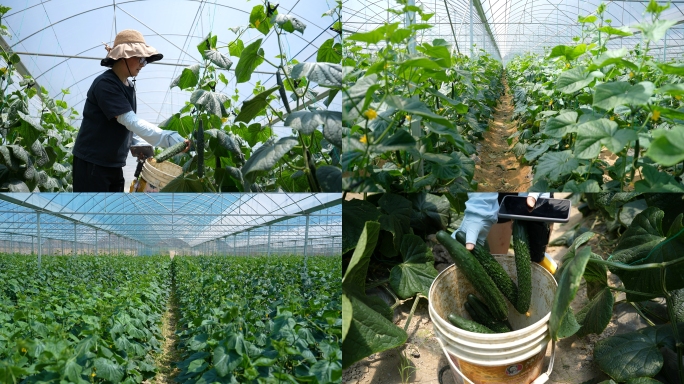 大棚黄瓜 蔬菜种植 农业 丰收