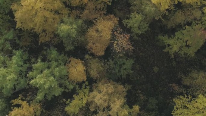 空中向后倾斜飞行在秋天的树木在森林十月