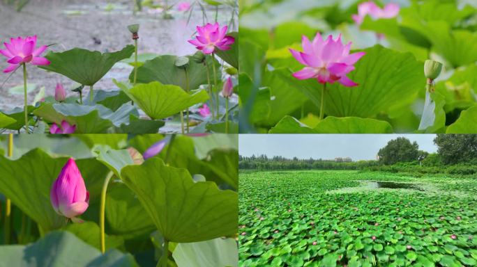 唯美荷花夏日夏季清新意境