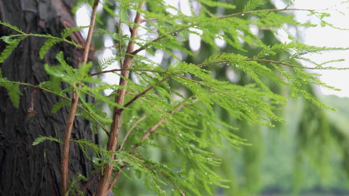 夏季雨后的公园植物