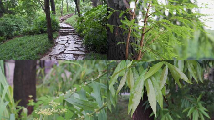 夏季雨后的公园植物