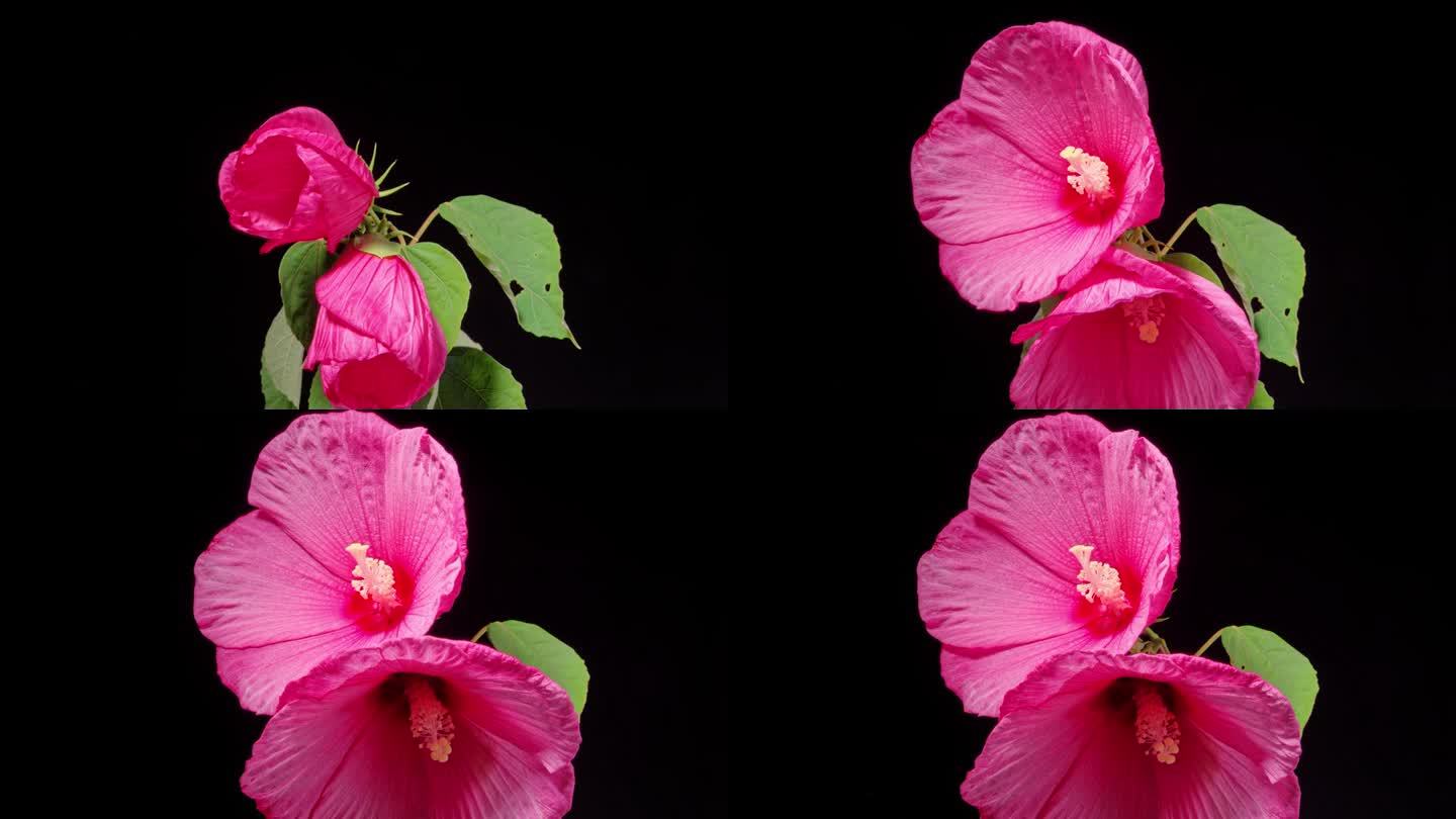 延时镜头的两个粉红色的哈迪芙蓉(芙蓉moscheutos)花生长开花从花蕾到盛开，然后枯萎孤立的黑色