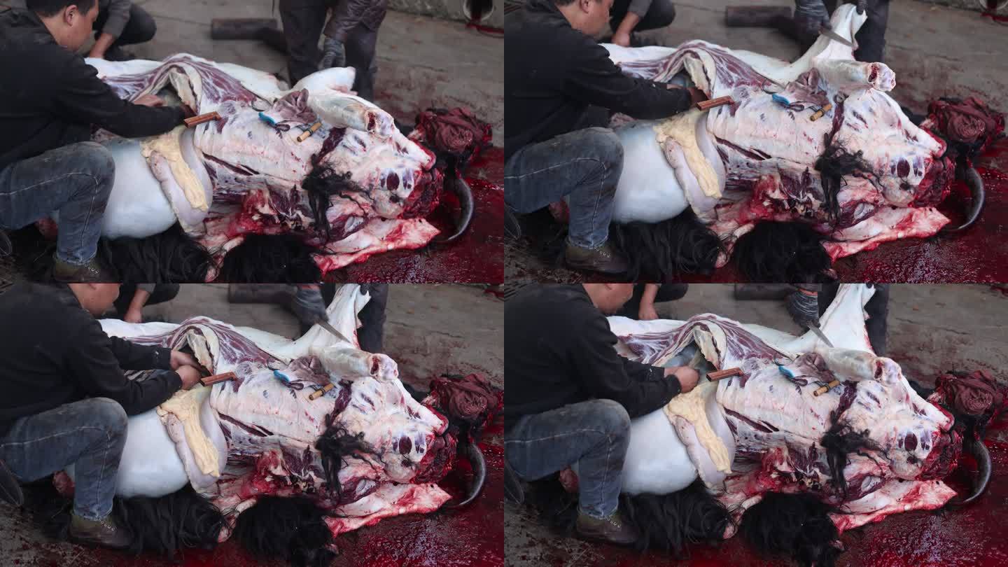牦牛宰杀市场牛肉生产剥皮去骨动物肉类解剖