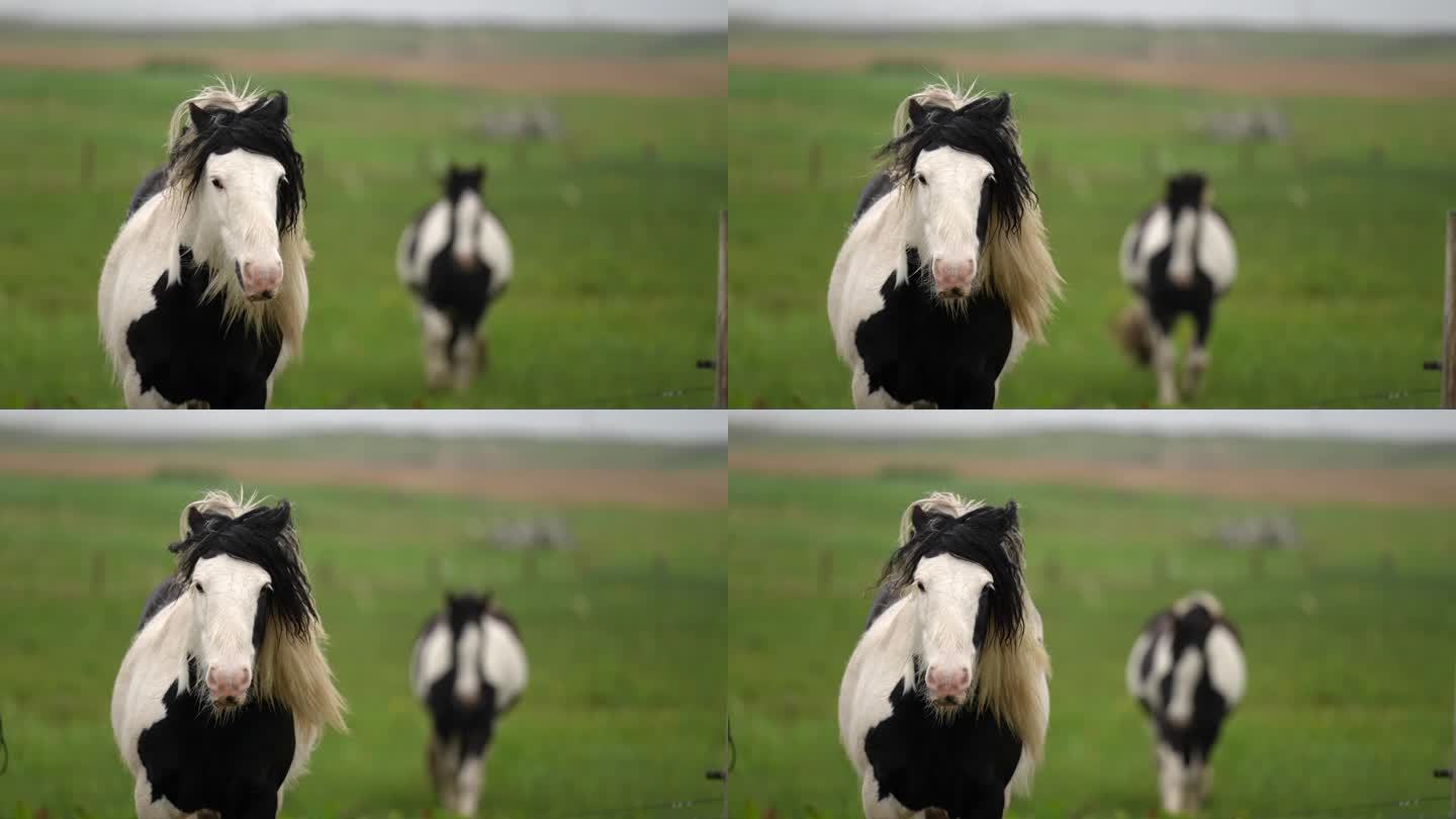 马在吃草，用变焦镜头拍摄
