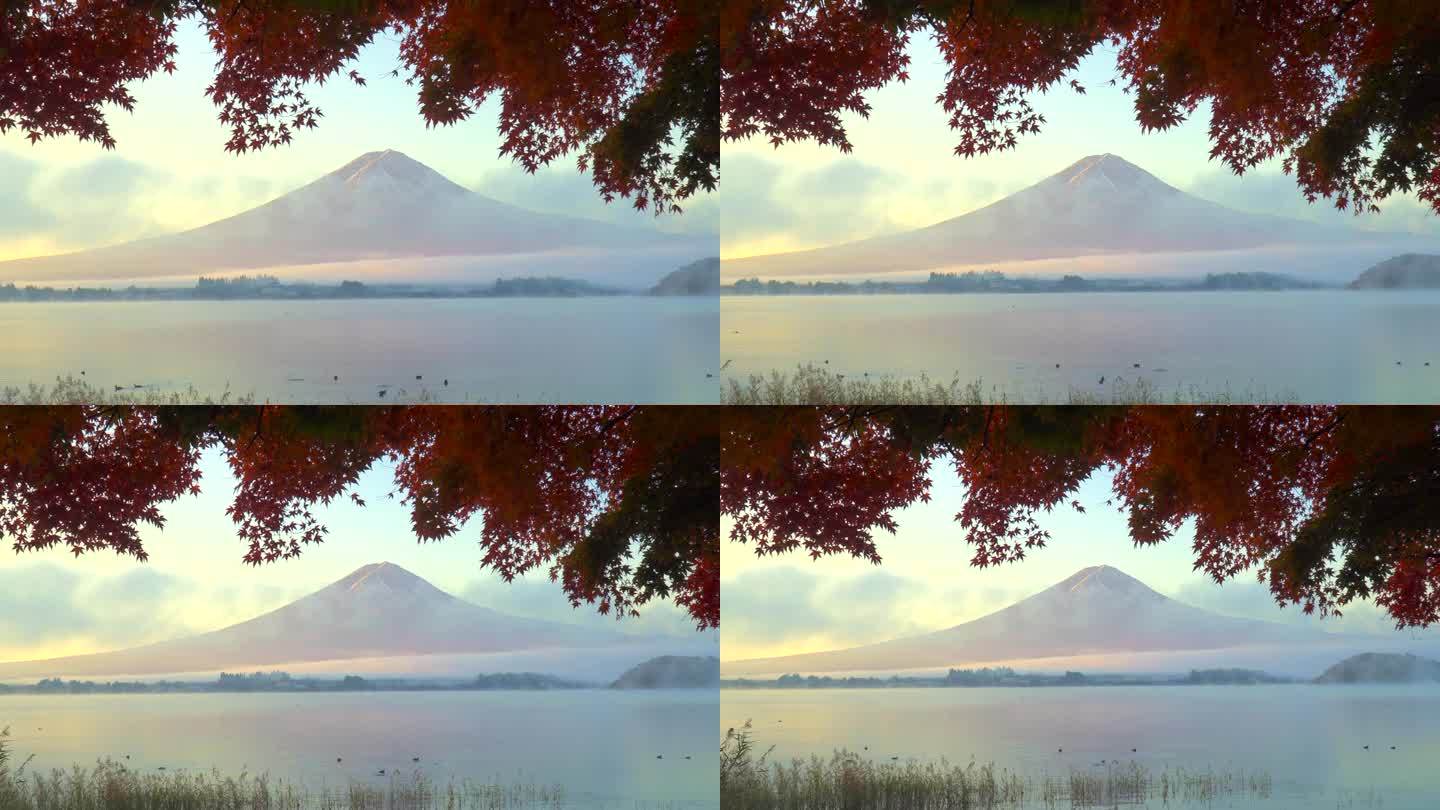 清晨川口湖畔的红枫秋叶与富士山
