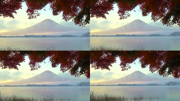 清晨川口湖畔的红枫秋叶与富士山