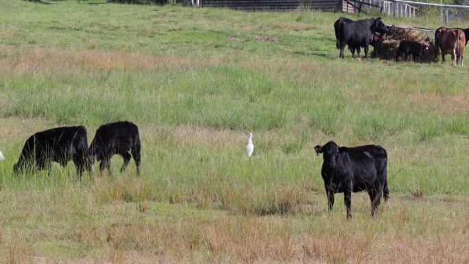 牧场牛群的镜头