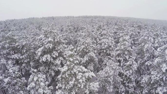 无人机在冬季森林上空盘旋，白雪覆盖了斗智斗勇