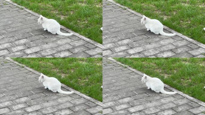 4K原创 白猫回头张望