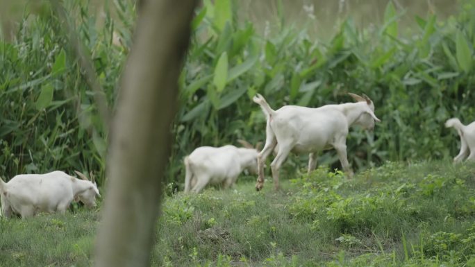 河边的羊群白鹭自然原生态
