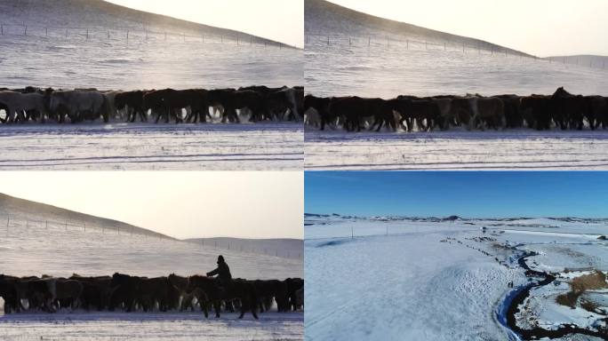 内蒙古坝上雪地畜牧 养马 雪地马群