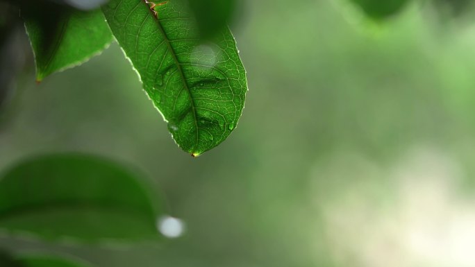 下雨天 雨中树林 树叶雨水滴落