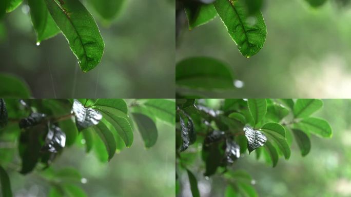 下雨天 雨中树林 树叶雨水滴落