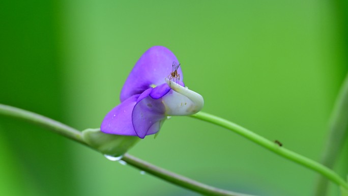 长豆角花上的昆虫