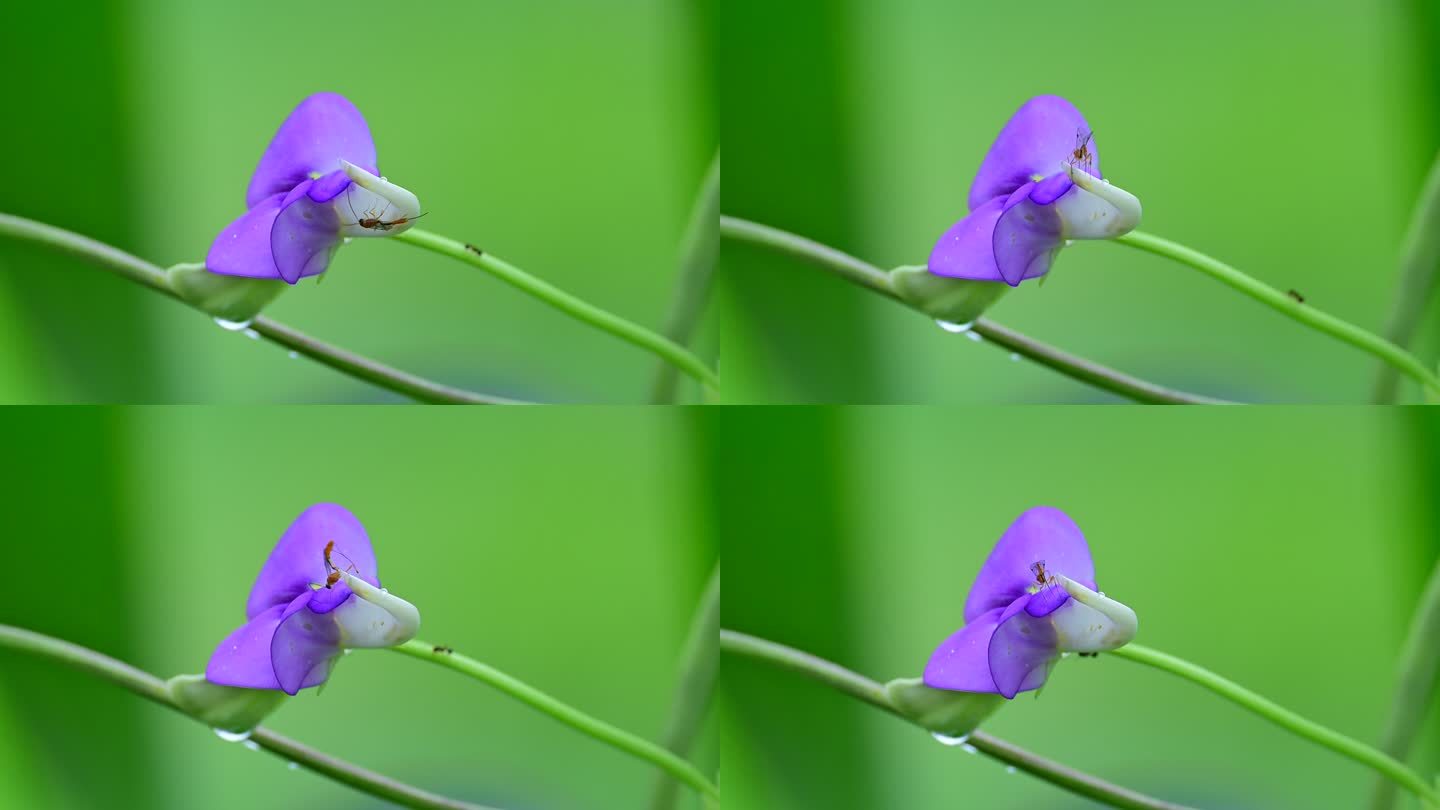 长豆角花上的昆虫