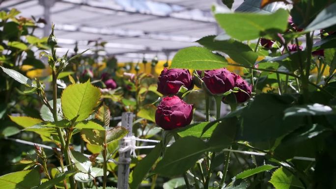 暗红色灌木玫瑰花蕾半开放和未开放生长在生产温室。生产批发各种品种的玫瑰。玫瑰种植，花卉经营