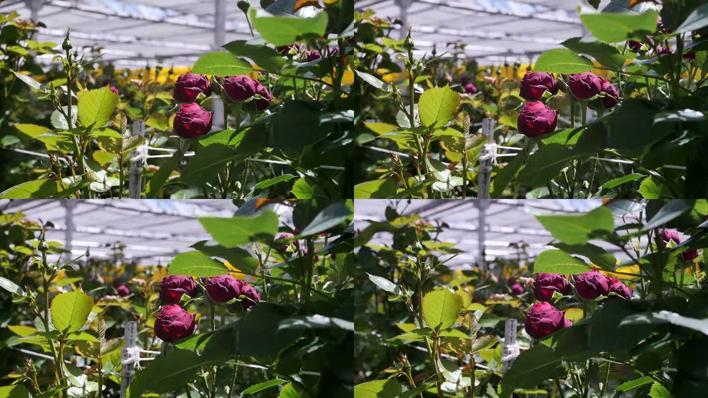 暗红色灌木玫瑰花蕾半开放和未开放生长在生产温室。生产批发各种品种的玫瑰。玫瑰种植，花卉经营