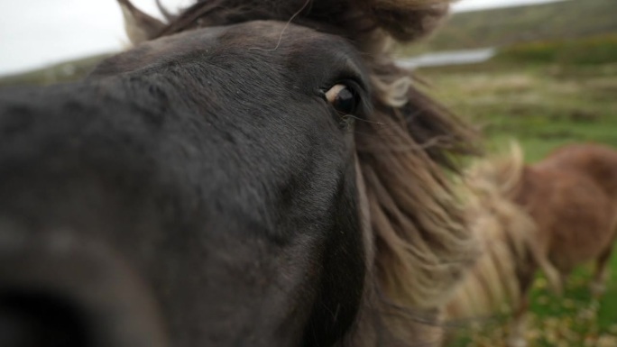 马在吃草，用变焦镜头拍摄