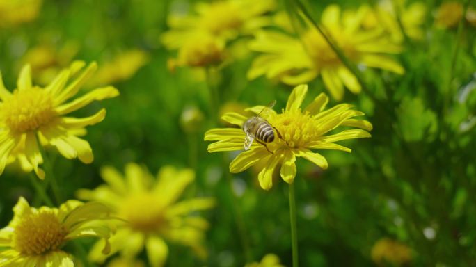 蜜蜂在茼蒿菊上采花粉