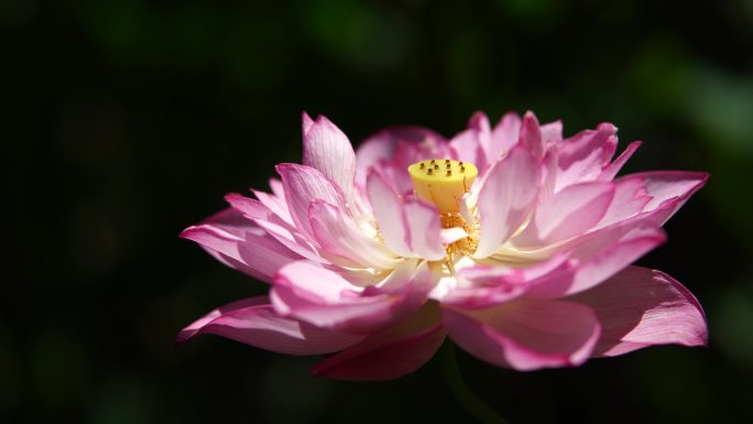 阳光下的粉色莲花特写