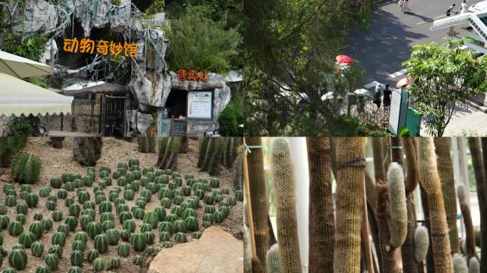 厦门植物园景点游客