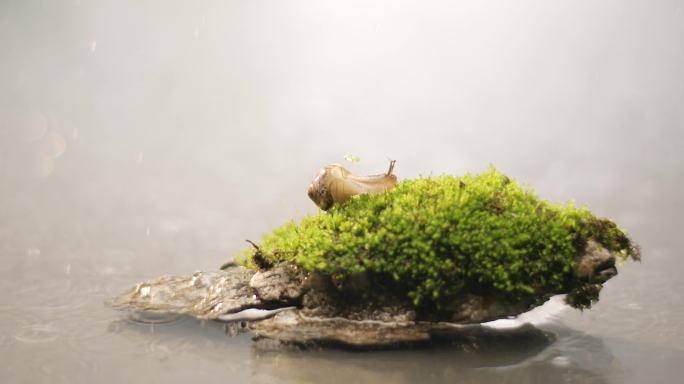 湖面 小溪 苔藓 蜗牛4