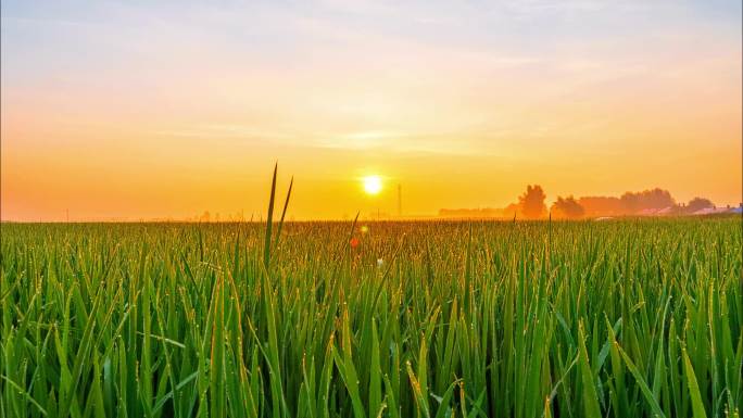 水稻日出