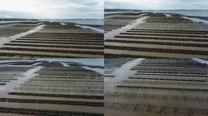牡蛎养殖和牡蛎陷阱，漂浮的网袋。伍德斯敦海滩，沃特福德，爱尔兰