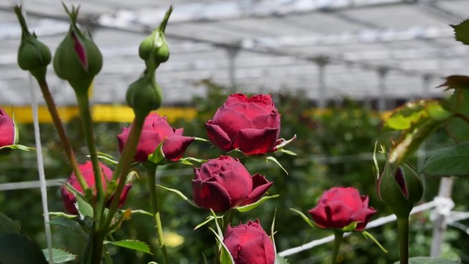 在温室里种植待售和出口的酒红色半开玫瑰的特写。暗红色的玫瑰花蕾生长在温室里。花卉生意和花艺