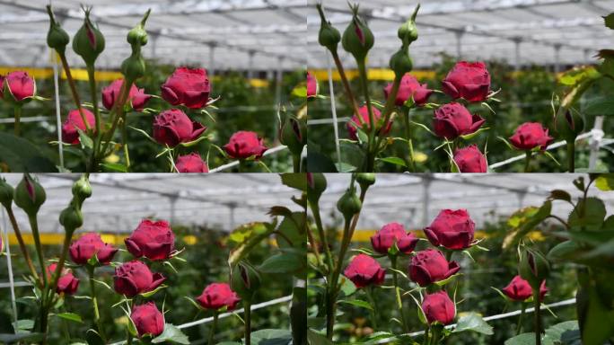 在温室里种植待售和出口的酒红色半开玫瑰的特写。暗红色的玫瑰花蕾生长在温室里。花卉生意和花艺