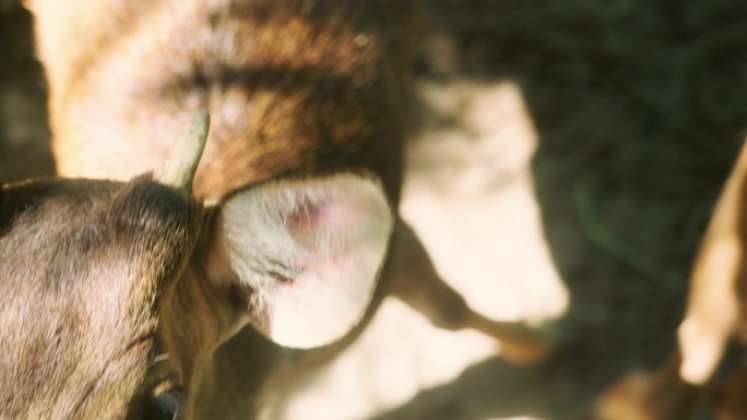 在一个阳光明媚的日子里，泰国普吉岛山脉的丛林中，一只斑点鹿的4K电影慢动作野生动物自然镜头