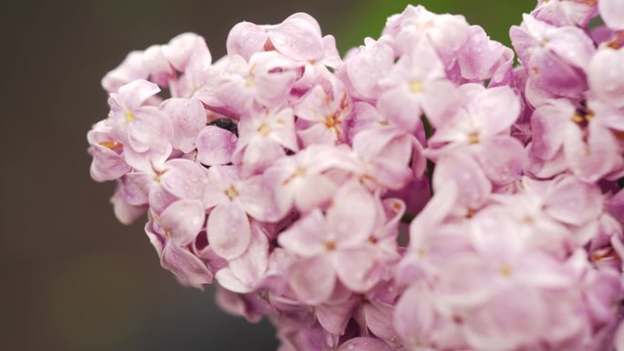 公园里的丁香。粉红色丁香花枝特写。盛开的丁香花。
