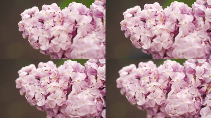 公园里的丁香。粉红色丁香花枝特写。盛开的丁香花。