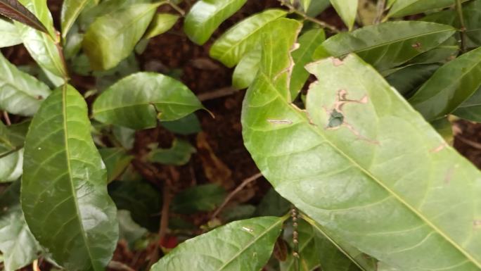 微距观察植物生长土壤发育植物