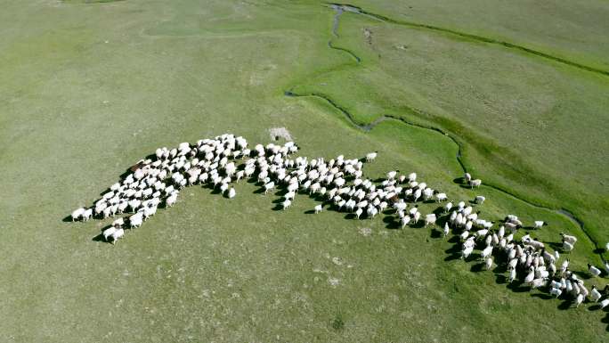 航拍草原羊群吃草4k