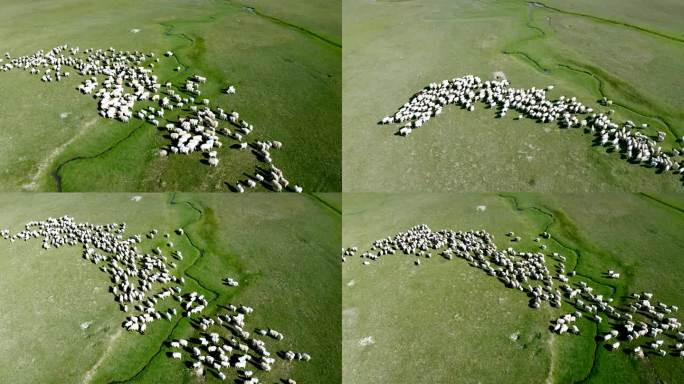 航拍草原羊群吃草4k
