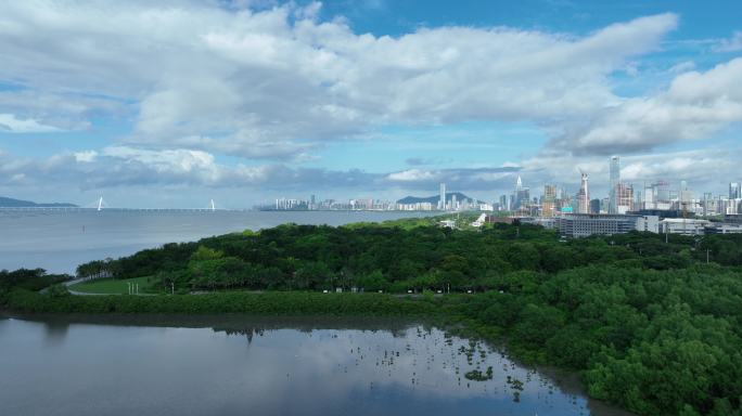 深圳湾红树林前景城市天际线直推航拍素材