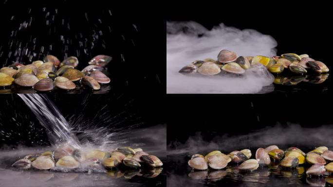 鲜文蛤海鲜贝壳花蛤