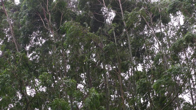 台风森林狂风暴雨风吹树林风吹雨打树木下雨