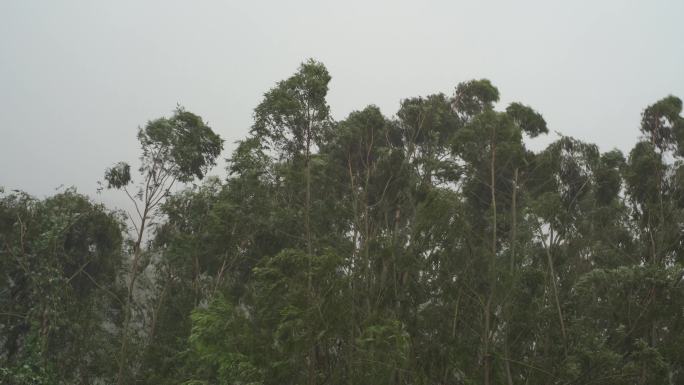 森林狂风暴雨风吹树林风吹雨打树木台风下雨