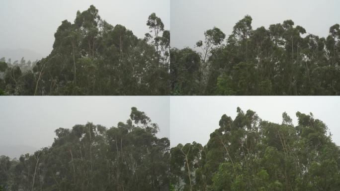 森林狂风暴雨风吹树林风吹雨打树木台风下雨