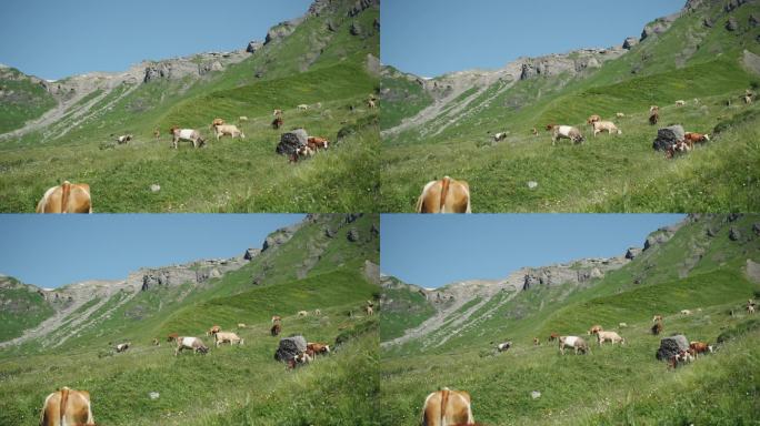 牛在高山牧场吃草乡下脱贫致富