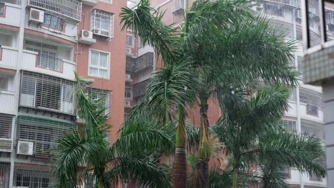 大雨天刮风下雨树木 大王椰子树 台风天