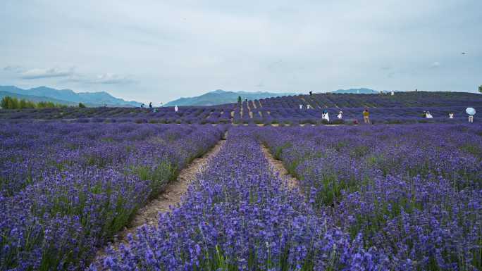 薰衣草花海延时