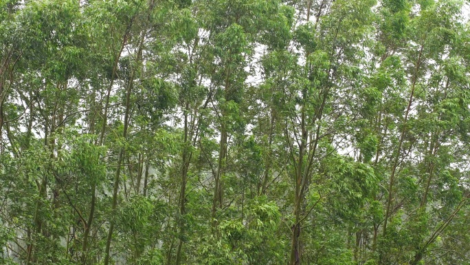 台风森林狂风暴雨风吹树林风吹雨打树木下雨