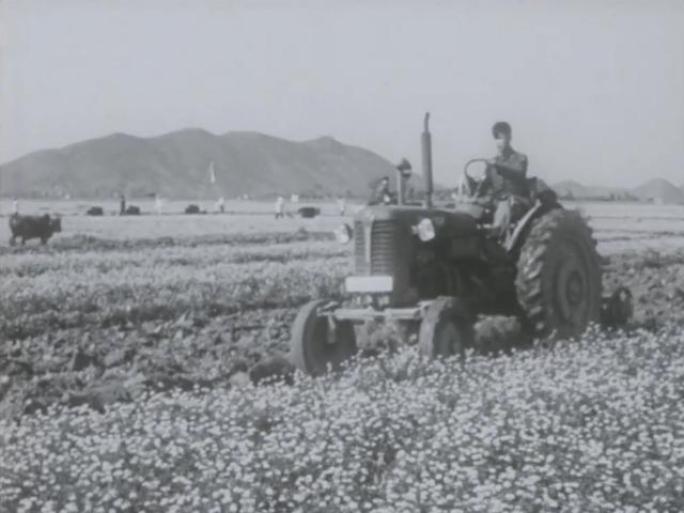 紫云英的种植与应用 60年代