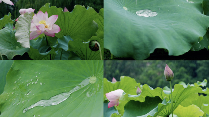 雨中荷花