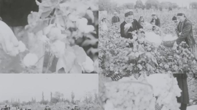 新疆 棉花丰收 60年代