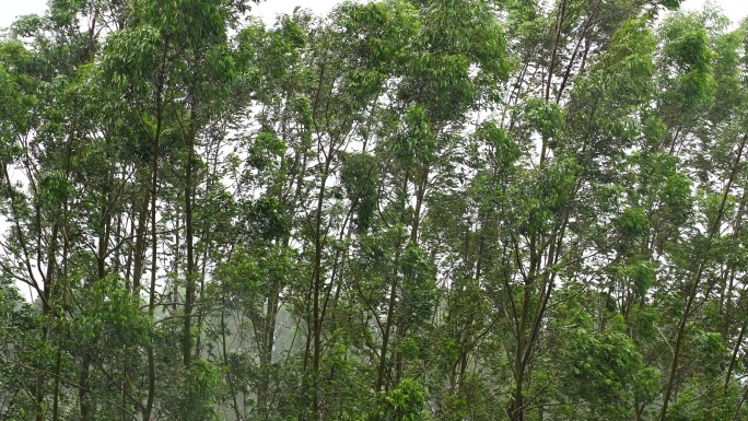 台风森林狂风暴雨风吹树林风吹雨打树木下雨